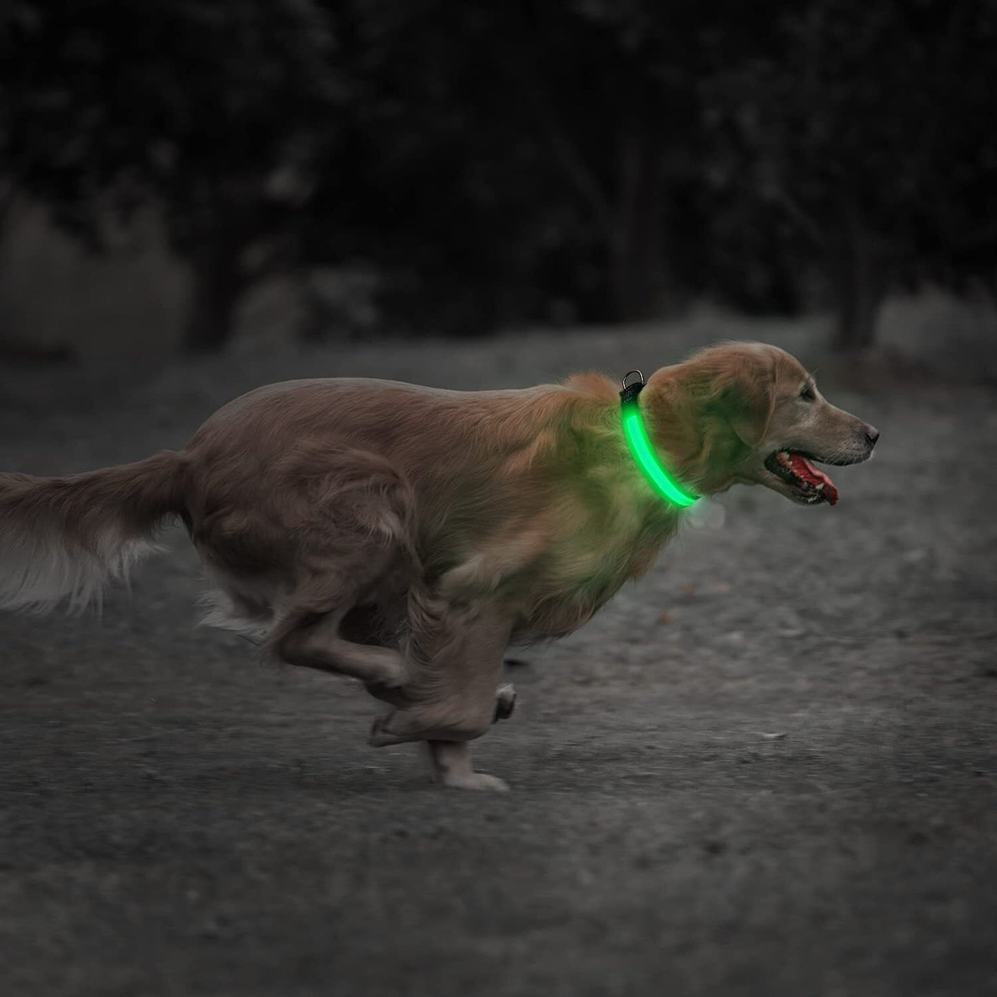 USB Rechargeable LED Pet Dog Collar Flashing Luminous Safety Light up Nylon UK